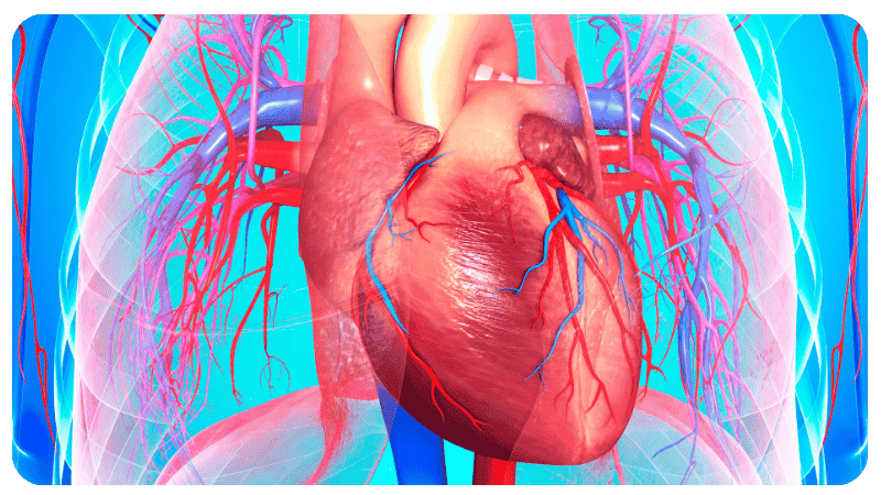 heart function